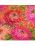 Tissu chrysanthèmes Kaffe Fassett Shaggy PWPJ072